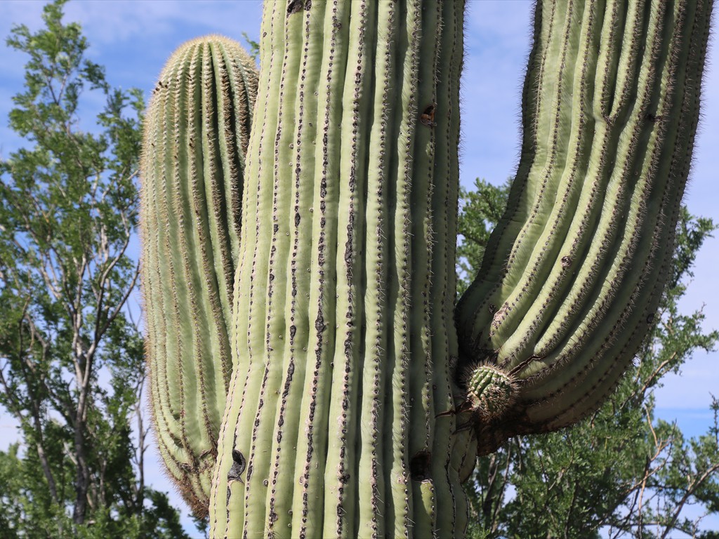 Saguaro close up