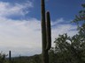 Saguaro
